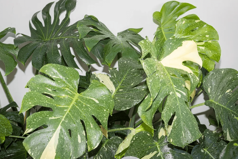 Set of 2 Thai Constellation Monstera Live Plants, Variegated Indoor Houseplant Starters, Tropical Home Decor Plants, 4-6 Inch Tall