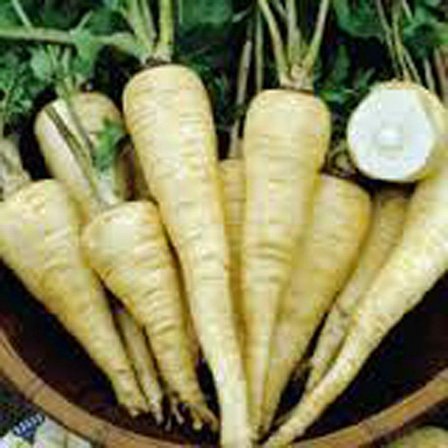 Parsnip, All American Parsnip Seeds, Heirloom, Non GMO, 200 Seeds, Parsnip Seeds for Growing