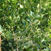 Ligustrum Lucidum Waxleaf 1 Extra Large 3 Gallon Plant Lustrous Garden Shrub Ideal for Privacy & Hedges Durable Outdoor Greenery