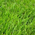 Expert Gardener Kentucky 31 Tall Fescue Grass Seed, 50 lb.