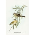 thumbnail image 2 of Gould, John 13x18 White Modern Wood Framed Museum Art Print Titled - Black-eared Cuckoo-Chalcites osculans, 2 of 4