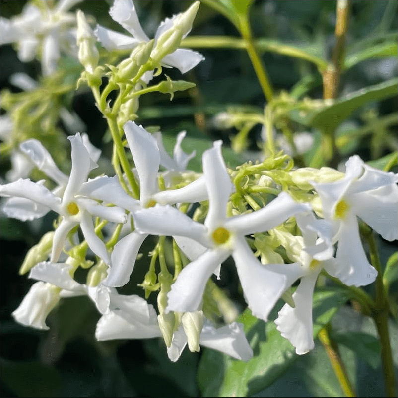 Green Confederate Star Jasmine Live Plant, White Jasmine Plant, Jasmine Plant Live, 4 to 6 Inch Tall, Ship No Pot