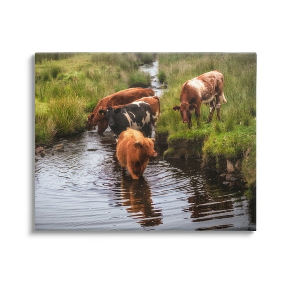 Stupell Industries Rural Cattle Enjoying Stream Water Between Grassland Photograph Gallery Wrapped Canvas Print Wall Art, Design by James Dobson