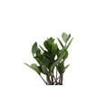 thumbnail image 2 of Live ZZ Plant - Zanzibar Gem - 4" Decorative Biodegradable Pot - Yellow, 2 of 5