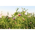 thumbnail image 3 of 50 Seeds AUSTRIAN WINTER PEA Caley Flower Pisum Sativum Ground Cover Crop Legume Seeds, 3 of 8