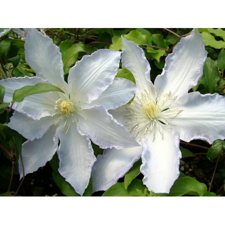 Gillian Blades Clematis - Hint of Blue to Pure White - 2.5