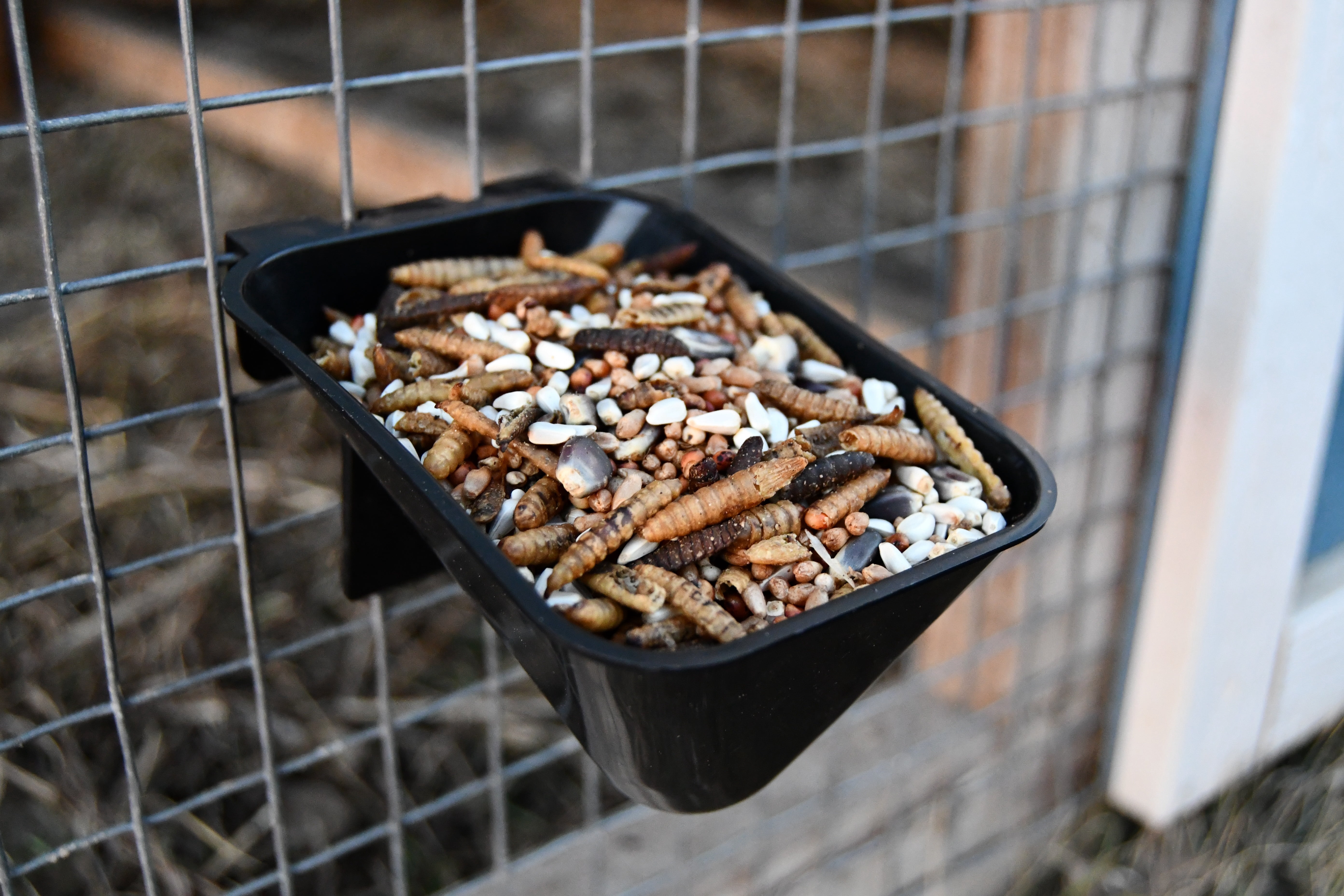 5lbs Red White and Bugs! Premium Non-GMO Black Soldier Fly Grubs, Blue Corn, Safflower Mix, Poultry Treat, USA Grown
