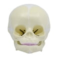 thumbnail image 6 of Infant Skull, Human Anatomical Model - Life Size - Articulated Mandible - Eisco Labs, 6 of 8