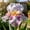A, variant on Quality Iris For Gardening-Perennial Accent-Perfect for Bed Planting-Lawn Decoration(Non-Artificial)