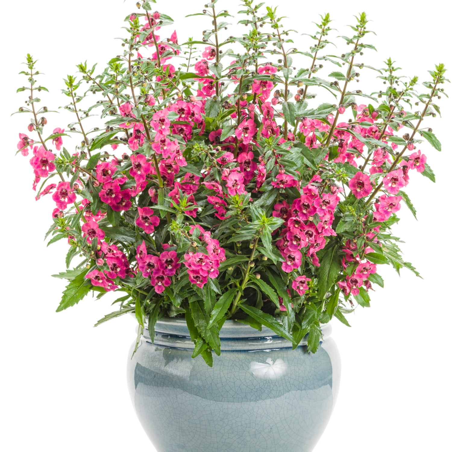 Proven Winners 8" Angelface Perfectly Pink Summer Snapdragon Live Plant in 6.5" Pot