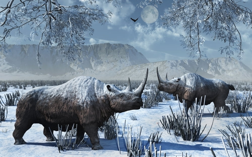 woolly rhinoceros woolly rhinoceros