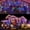 Multicolor, variant on Christmas lights Curtain String Light Waterfall Outdoor Decoration 5M Droop 0.4-0.6m Fairy Led Lights for Garden Party Holiday