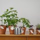 thumbnail image 1 of Homoyoyo Regadera De Inoxidable Pulida Para De Suculentas Y Plantas, 1 of 7