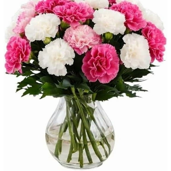 KaBloom: 12 Pink and White Carnation without vase, Next-Day Delivery, Gift for Every Occasion.