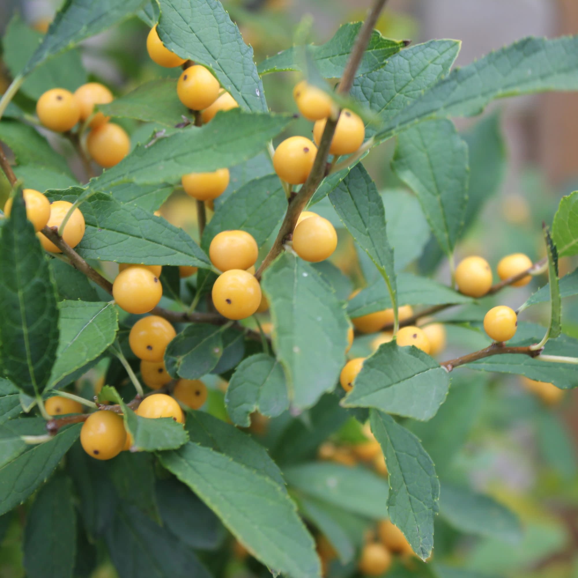 Proven Winners ColorChoice 5" Berry Heavy Gold Winterberry holly Live Plant in 4.5" Pot (4 Count)