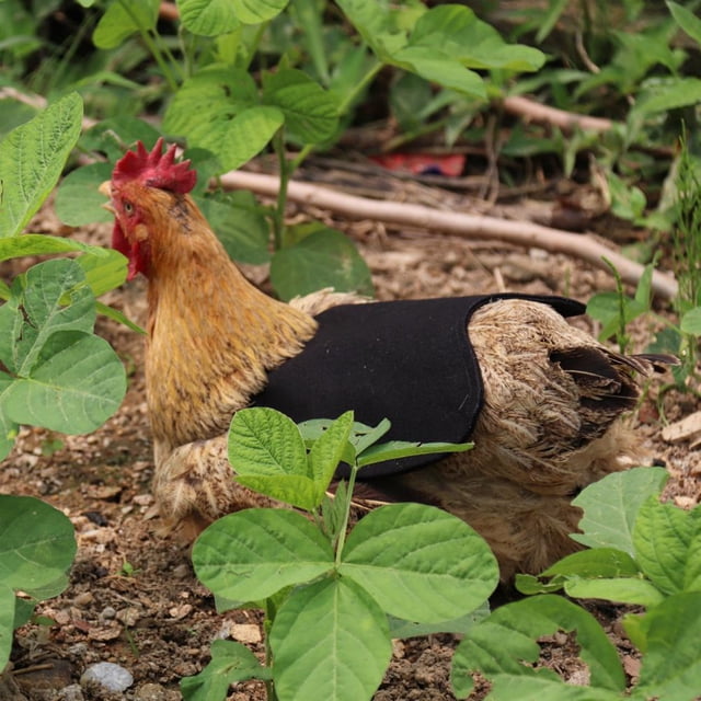 Delantal de lona para gallinas Chaleco con montura para gallinas Protección para alas de pato y gallinas Chaquetas para gallinas Delantales para gallinas Accesorios para el cuidado de aves de corral