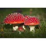 Design Pics DPI1890834 Fly Agaric, Amanita Muscaria Mushrooms Growing in The Grass - Northumberland England Poster Print, 19 x 12