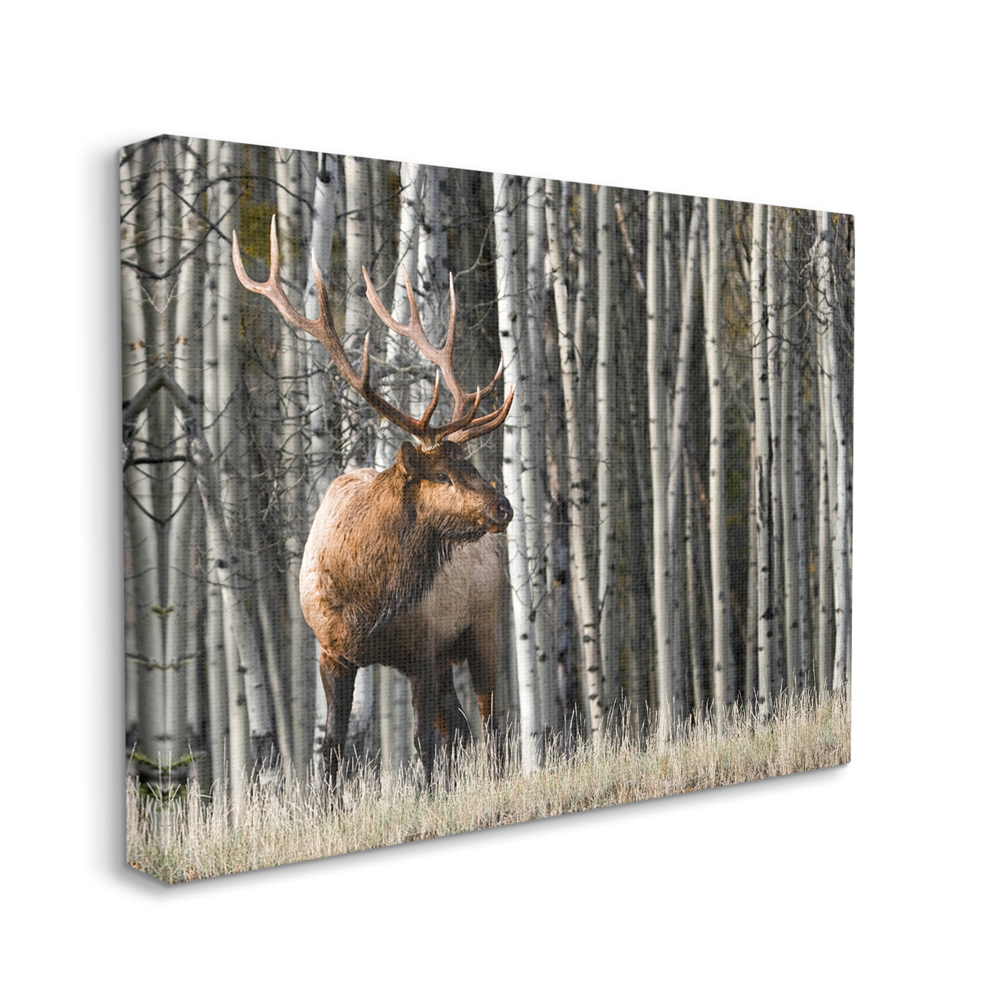 Stupell Industries Elk Looming Out Birch Trees Animal Forest Photograph,48 x 36, Design by Danita Delimont