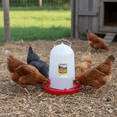 thumbnail image 2 of Little Giant 3 Gallon Poultry Drinker 2-Pack Gravity Fed Chicken Waterer Red Base, 2 of 7