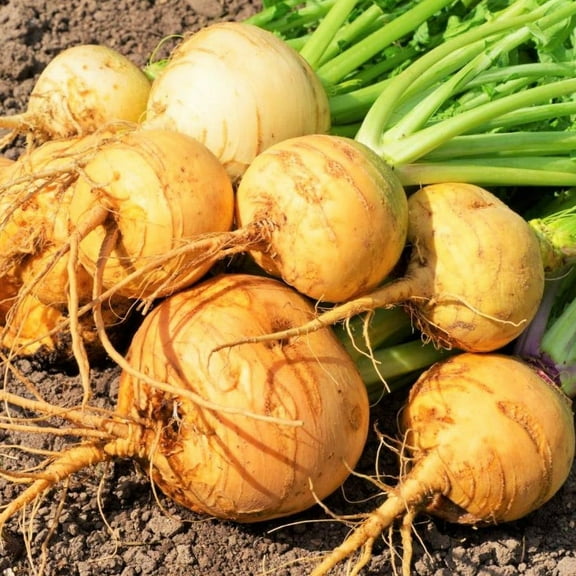 TomorrowSeeds - Golden Ball Turnip Seeds - 500  Count - For 2025 Planting American White Yellow