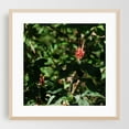 thumbnail image 2 of Nature's Torch - Coco Guanacaste Province Costa Rica Photography Botanical Garden Floral Flowers Nature Woodland Forest Unframed Wall Art Print 32 x 32 inches, 2 of 9