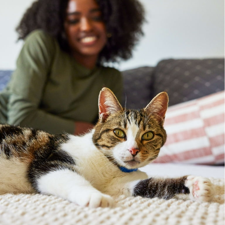 Iams sensitive stomach cat food outlet walmart