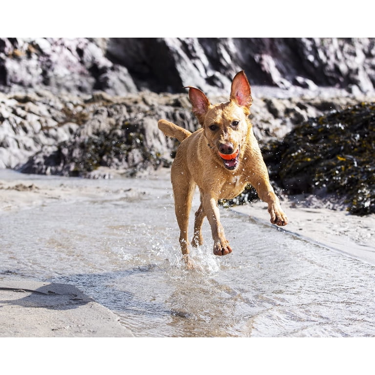 Chuckit! Fetch Ball Rubber Toy, Small 2", Pack of 2 photo 4