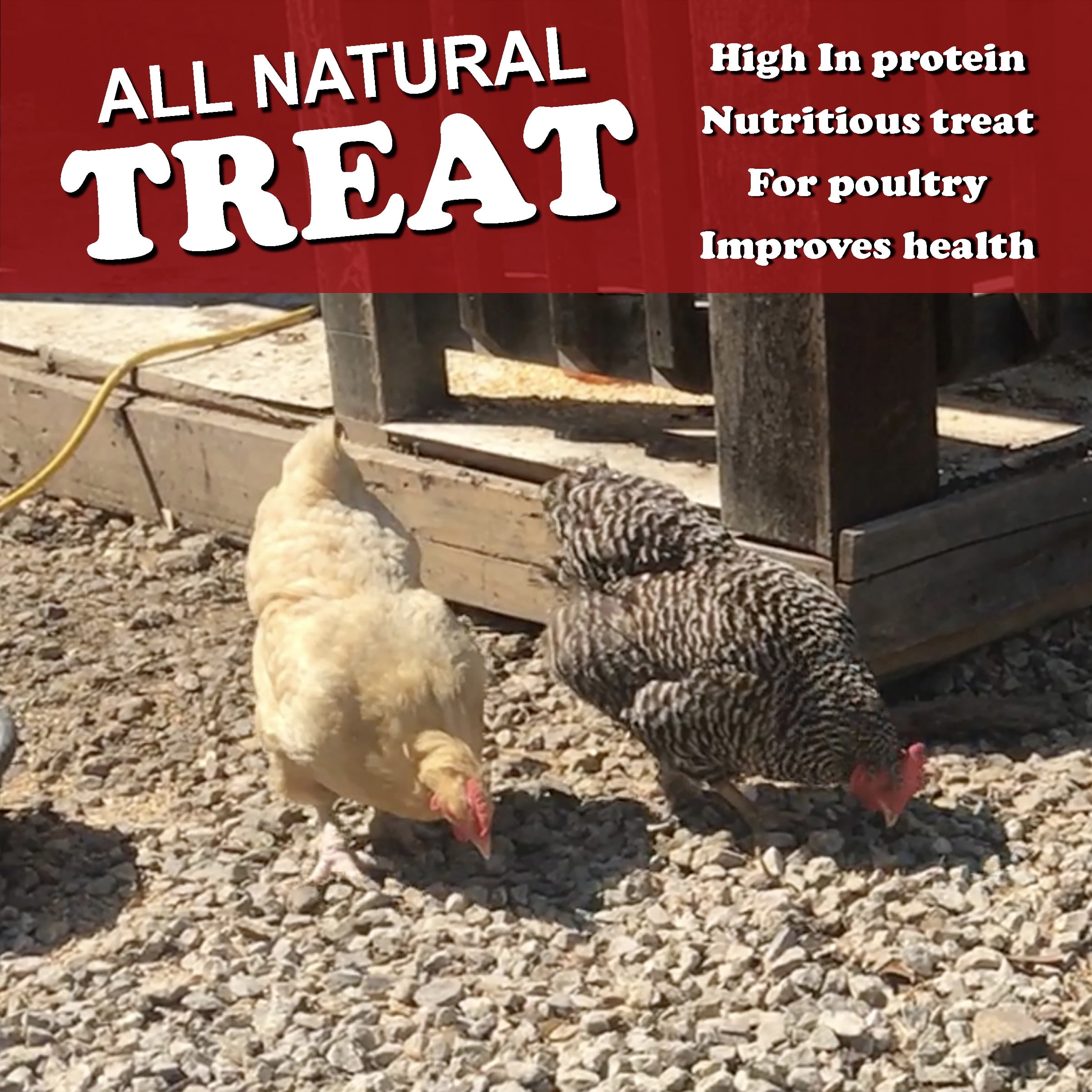 Double Delish Dried Mealworms and Black Soldier Fly Larvae