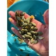 thumbnail image 3 of Plant Good Seed Organic Styrian Hulless Pumpkin Seeds for Planting: 20 Count, Austrian Heirloom, 3 of 15