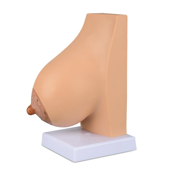 Eztrain Lactating Breast Sagittal Section Model