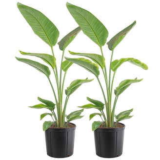 planta palma Andrea (Palmera Areca) | Planta a Domicilio