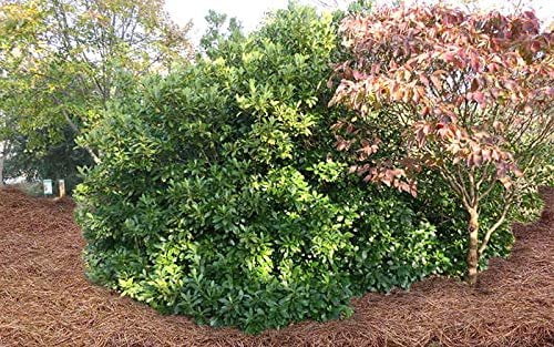 Anise Forest Green - 3 Live Plants - Illicium Parviflorum - Shade Loving Evergreen Hedge