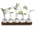 thumbnail image 1 of Plant Terrarium Propagation Station, Glass Planter Bulb Vase with Wooden Tray, Modern Bud Vases for, 1 of 5