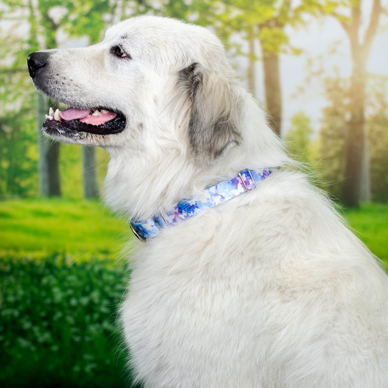 Country Brook Petz® Watercolor Butterflies Martingale Dog Collar and Leash, Large