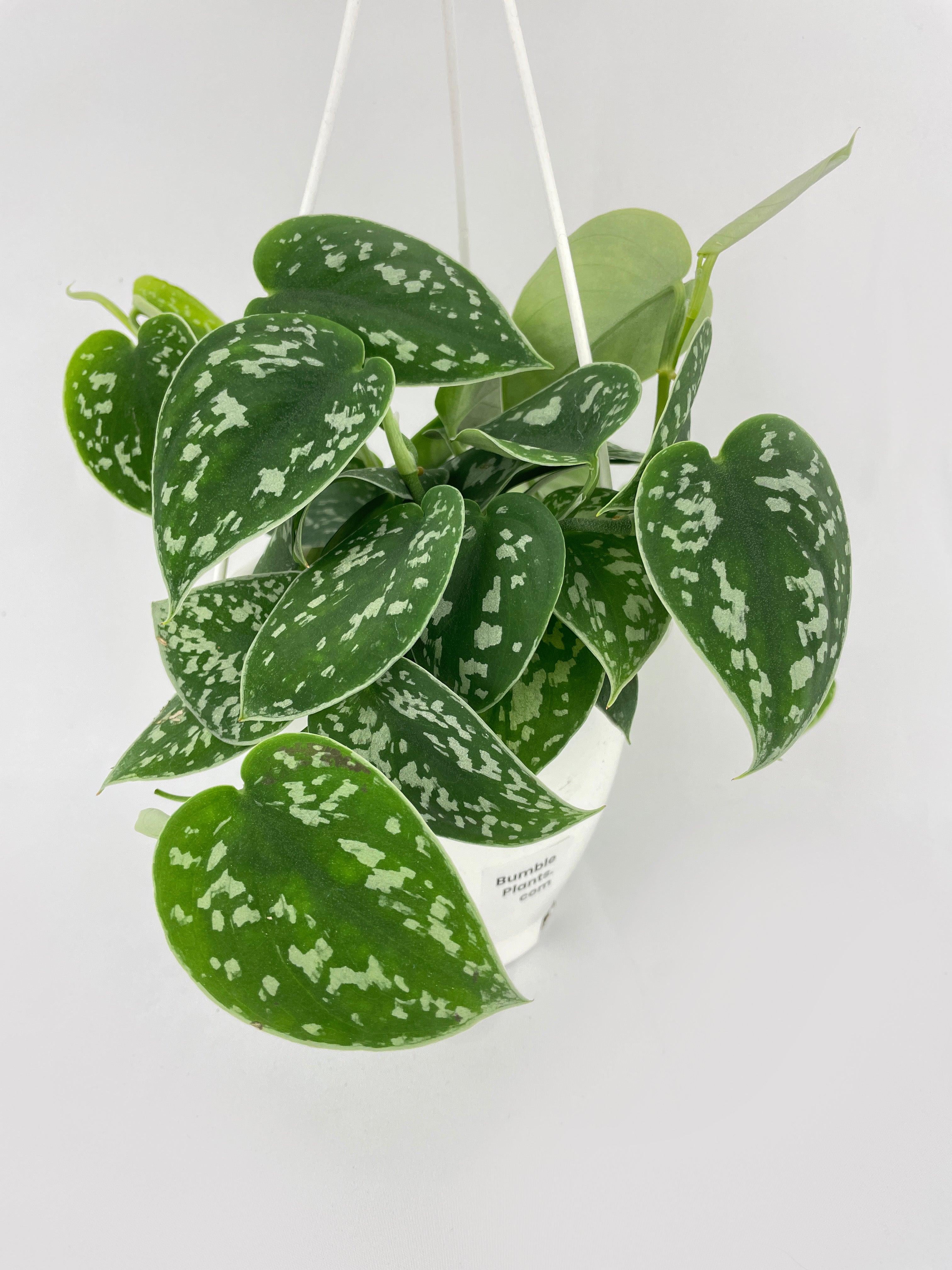 Scindapsus Pictus 'Argyraeus' Satin Pothos - Live Air-Purifying Indoor Plant in Nursery Pot – Easy Care, Low Maintenance Houseplant for Home & Office Decor, Natural Air Cleaner, Best for Beginners