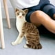 thumbnail image 5 of Gato Juguetes de Peluche Animal Relleno de Felpa Muñeco de Peluche Cómodo Realista Encantador Simulación Gatos Siameses para Niños Regalo de Navidad , EstiloE 25cm, 5 of 6