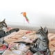 thumbnail image 5 of Juguete del gato del resorte 4Pcs con el ratón Juguetes creativos lindos del animal doméstico Ratón Cat Toy Mouse Cat Catcher Juguetes (color al azar), 5 of 5