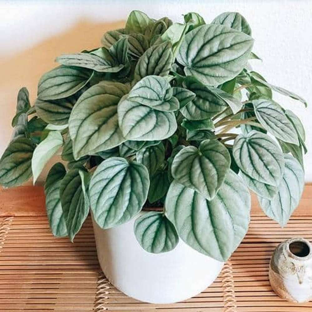 Peperomia Frost Live Plant for Indoor | Different Houseplants in 4'' & 6'' Pot | Real House Plant for Living Room, Office, Desk & Bathroom | Ivy Silver Leaf Peperomia