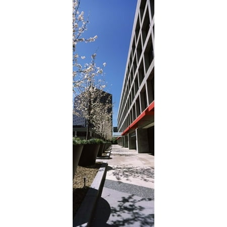 Blooming tree in the business district Downtown San Jose San Jose Santa Clara County California USA Canvas Art - Panoramic Images (18 x (Best Downtowns In Usa)