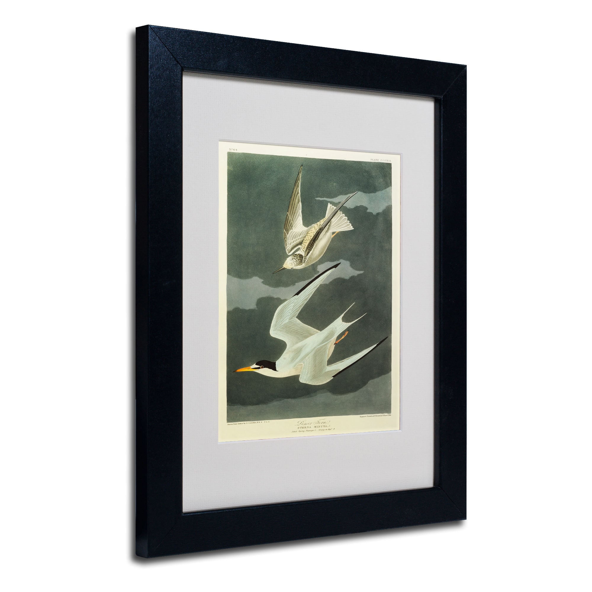 Trademark Fine Art "Lesser Tern, Little Tern" Canvas Art by John James Audubon, Wood Frame