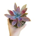 thumbnail image 3 of Graptoveria Fred Ives (4"+ Plastic Pot) - Tiny, Lovely, Easy to Care Succulent for Beginners - Live Succulent for Home Office, 3 of 6