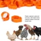 thumbnail image 4 of BANDAS PARAS DE AVES DE CORRAL, 100 piezas tipo hebilla, letras numerado, anillos para patas de pollo, etiquetas para patas de pato, anillos para tobillo de aves de corral,, 4 of 7