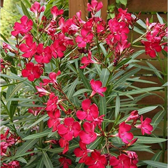 Oleander Red  3 Extra Large 3 Gallon Plants  Nerium Oleander  Stunning Landscape Addition  Sun-Loving Blooms