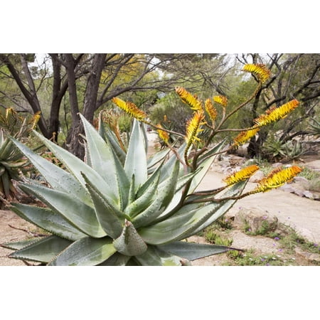 Cactus and Succulent Garden, Mountain Aloe, Tucson, Arizona, USA Print Wall Art By Jamie & Judy