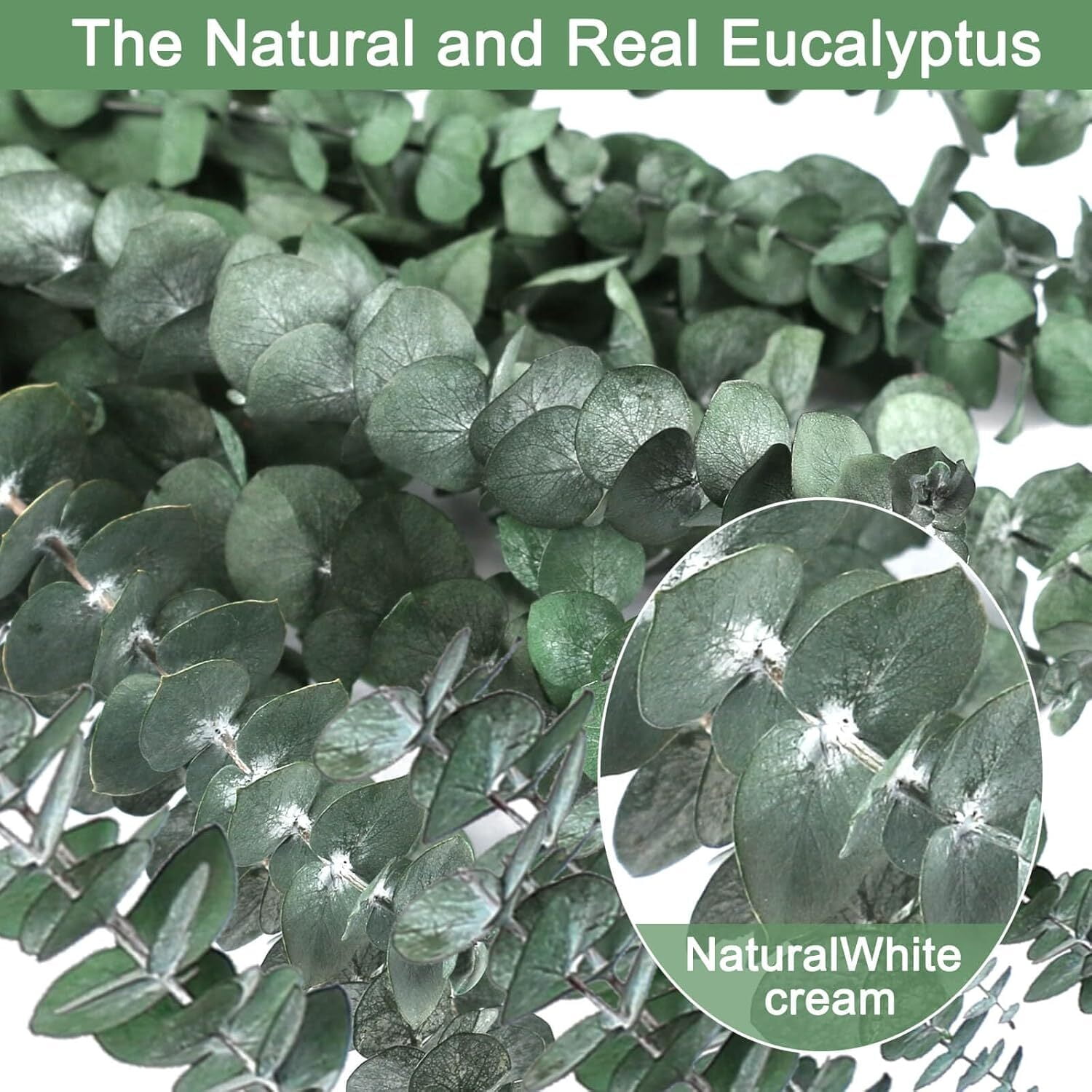 30 Pcs Dried Preserved Eucalyptus Stems Shower Bundle, 17" Natural Fresh Eucalyptus Plant, Real Eucalyptus Leaves Branches for Shower Vase Filler, Dried Flowers Arrangement Home Decor
