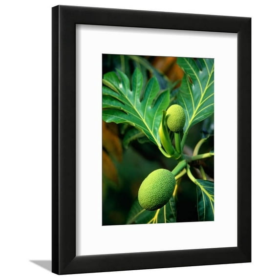 Breadfruit tree on Jamaica, Botanical Scenic Framed Art Print Wall Art by Rainer Hackenberg Sold by Art.Com