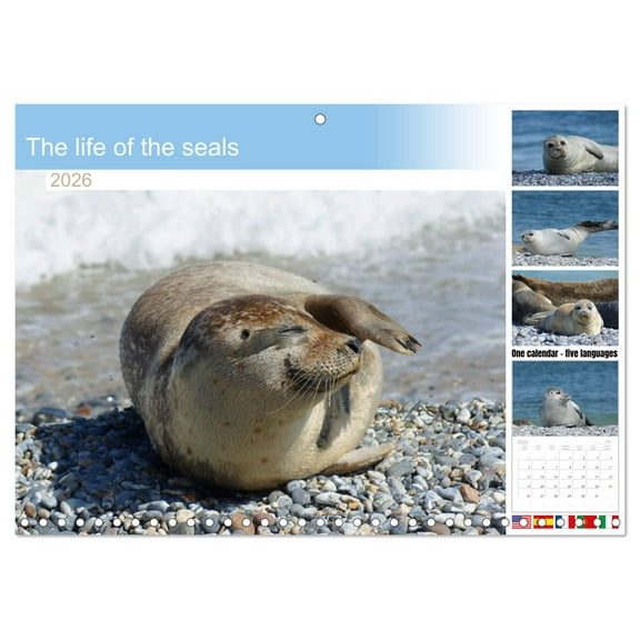 The life of the seals (Monthly Wall Calendar 2026 11.7 x 16.5 (open)), CALVENDO 14 Month Calendar