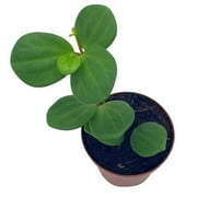 BubbleBlooms Peperomia Hope, Trailing Jade Rotundifolia Mini Pixie Plant- 2 Inch