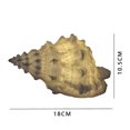 thumbnail image 3 of Portable Conch Shell Beach Themed Night Light For Kids Adults Bedroom Nightstand Lamp Nautical Lighting Battery Operated, Warm White, 3 of 5