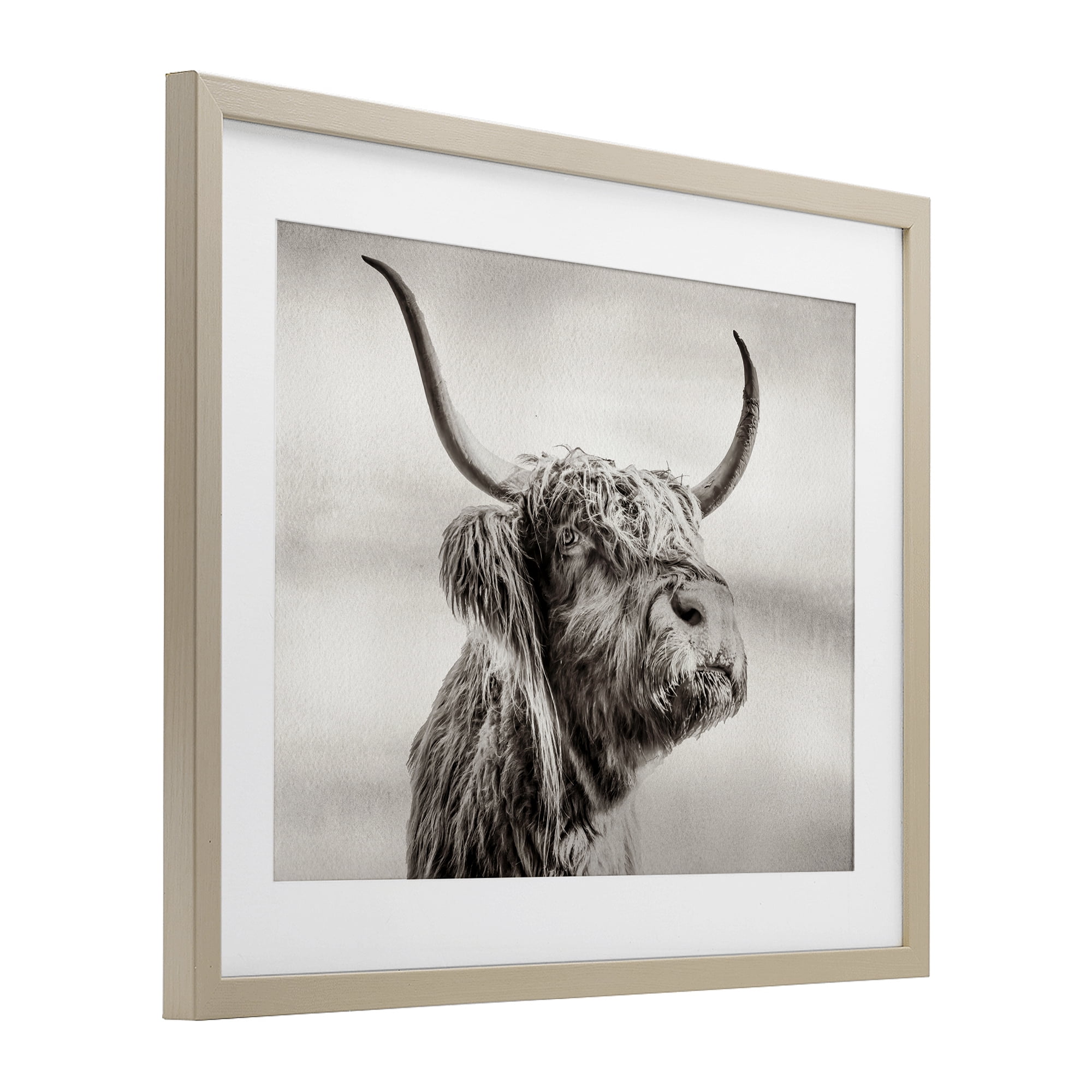 Stupell Industries Horned Highland Cow Gazing Birch Framed Print Under Glass, design by Julia Frost
